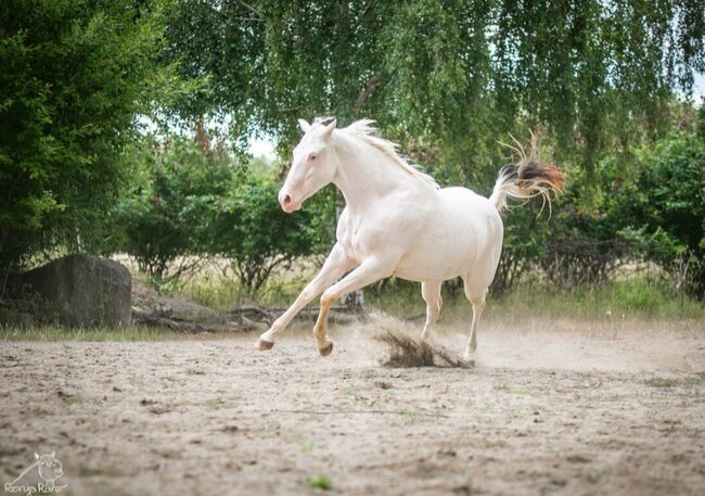 Traumhafte Paint Horse  Stute APHA 2023, Rainer, Horses For Sale, Wernigerode, Image 3