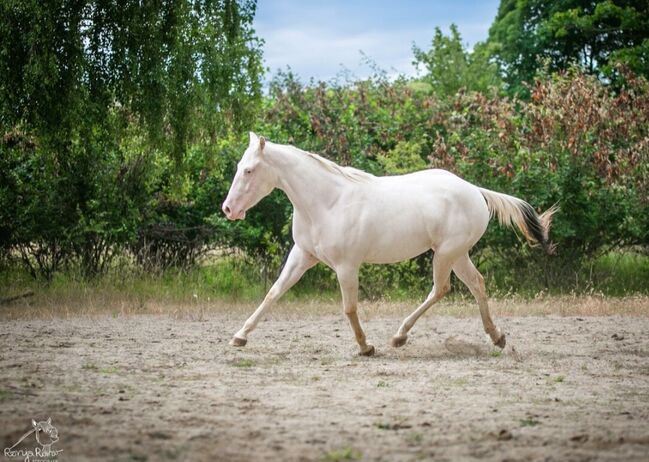 Traumhafte Paint Horse  Stute APHA 2023, Rainer, Horses For Sale, Wernigerode, Image 2