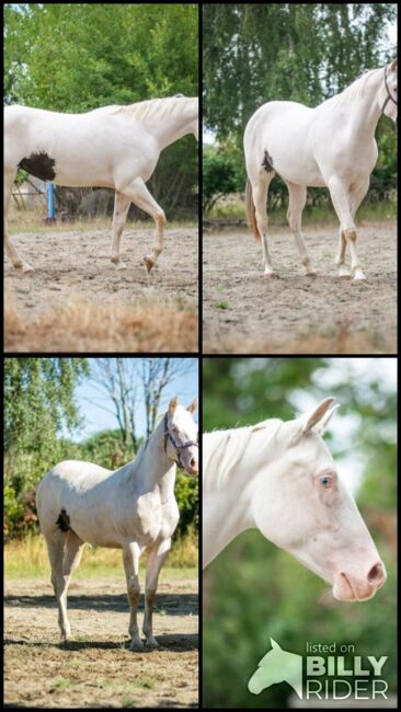 Traumhafte Paint Horse  Stute APHA 2023, Rainer, Horses For Sale, Wernigerode, Image 8