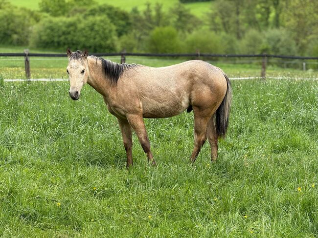 Traumhafter Paint Horse Hengst in Buckskin mit bester Reining-Abstammung, Kerstin Rehbehn (Pferdemarketing Ost), Horses For Sale, Nienburg