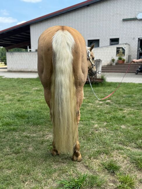 Traumhafter Quarter Horse Wallach in handlicher Größe, Kerstin Rehbehn (Pferdemarketing Ost), Horses For Sale, Nienburg, Image 3