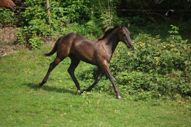 traumhafter Quarter Horse Jährlingshengst in schwarz, Kerstin Rehbehn (Pferdemarketing Ost), Horses For Sale, Nienburg, Image 2