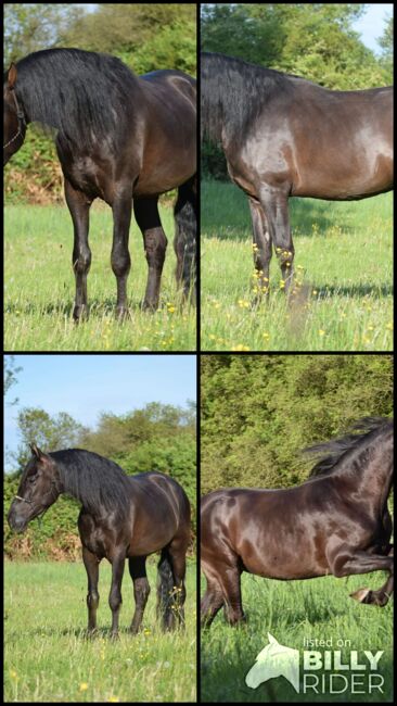 Traumhafter, superlieber PRE Wallach, Kerstin Rehbehn (Pferdemarketing Ost), Horses For Sale, Nienburg, Image 7