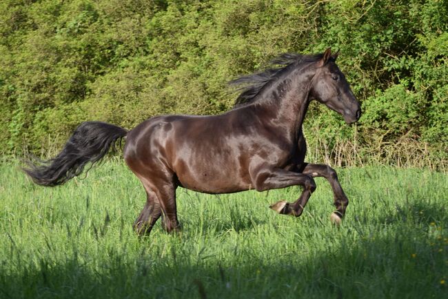 Traumhafter, superlieber PRE Wallach, Kerstin Rehbehn (Pferdemarketing Ost), Horses For Sale, Nienburg, Image 6