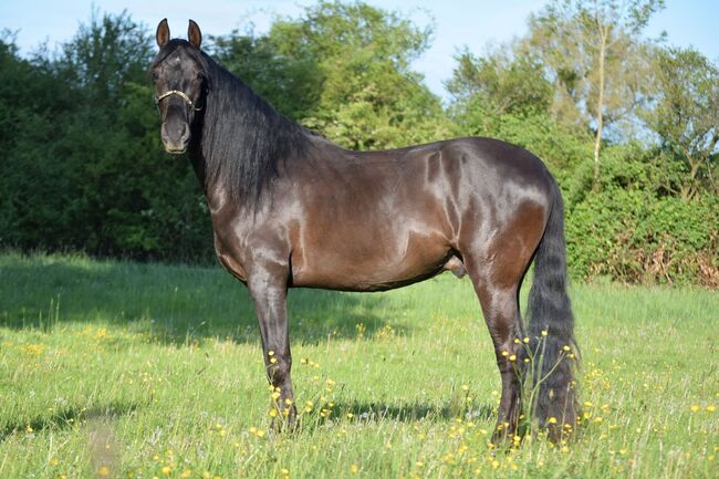 Traumhafter, superlieber PRE Wallach, Kerstin Rehbehn (Pferdemarketing Ost), Horses For Sale, Nienburg, Image 5