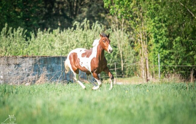 Traumhafte coole Paint Horse Stute APHA 2024, Rainer, Horses For Sale, Wernigerode, Image 3