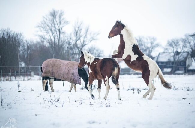 Traumhafte coole Paint Horse Stute APHA 2024, Rainer, Horses For Sale, Wernigerode, Image 11