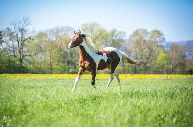 Traumhafte coole Paint Horse Stute APHA 2024, Rainer, Horses For Sale, Wernigerode, Image 2
