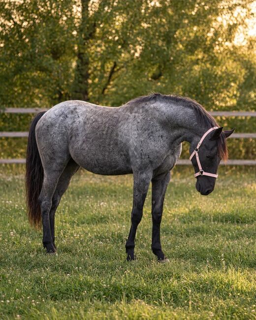 Traumhafter blue roan Quarter Horse Hengst, Kerstin Rehbehn (Pferdemarketing Ost), Horses For Sale, Nienburg