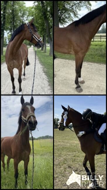 Traumhafter Holsteiner Wallach, Sophia Ganswindt , Horses For Sale, Neustadt/Dosse, Image 10