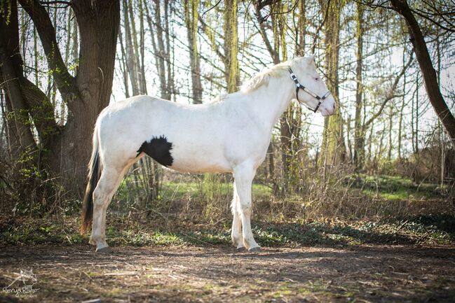 Traumhafte Paint Horse  Stute APHA 2023, Rainer, Horses For Sale, Wernigerode