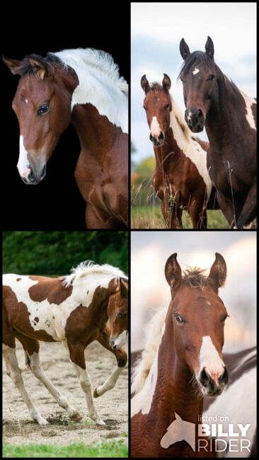 Traumhaftes Paint Horse Stute APHA 2024, Rainer, Horses For Sale, Wernigerode, Image 16