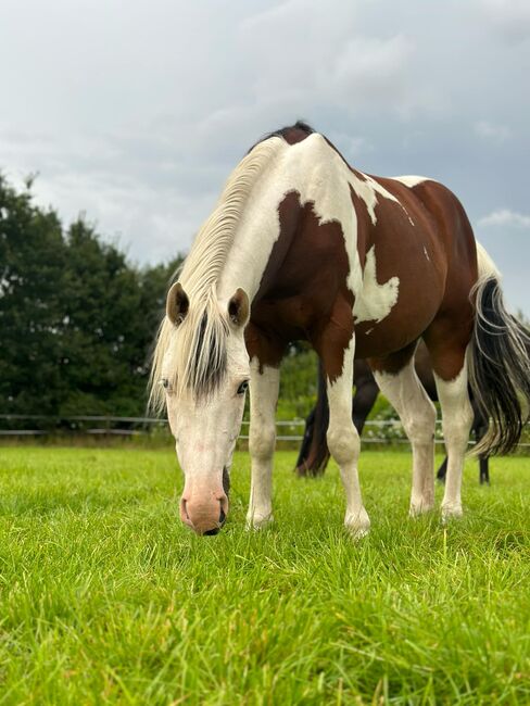 Traumhafter Paint Horse Wallach mit ganz liebem Charakter, Kerstin Rehbehn (Pferdemarketing Ost), Horses For Sale, Nienburg, Image 3