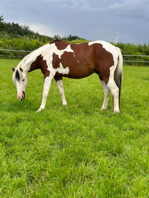 Traumhafter Paint Horse Wallach mit ganz liebem Charakter, Kerstin Rehbehn (Pferdemarketing Ost), Horses For Sale, Nienburg