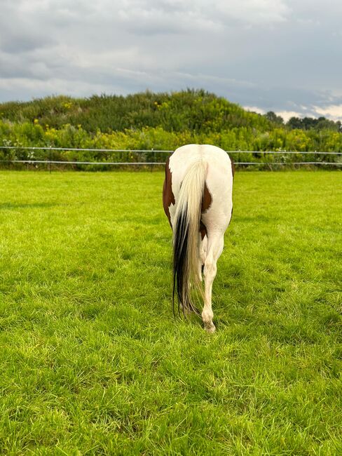 Traumhafter Paint Horse Wallach mit ganz liebem Charakter, Kerstin Rehbehn (Pferdemarketing Ost), Horses For Sale, Nienburg, Image 4