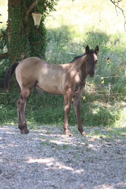 traumhafter Quarter Horse Jährlingshengst in schwarz, Kerstin Rehbehn (Pferdemarketing Ost), Horses For Sale, Nienburg, Image 5