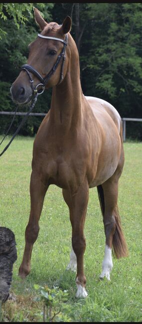 Tolles Dressurpferd, D.Heinrich , Horses For Sale, Gilching , Image 5