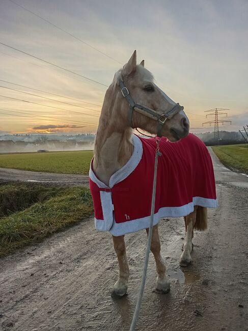 Tolles Freizeitpferd oder reitbarer Beisteller, Xenia Beß , Horses For Sale, Eckental 