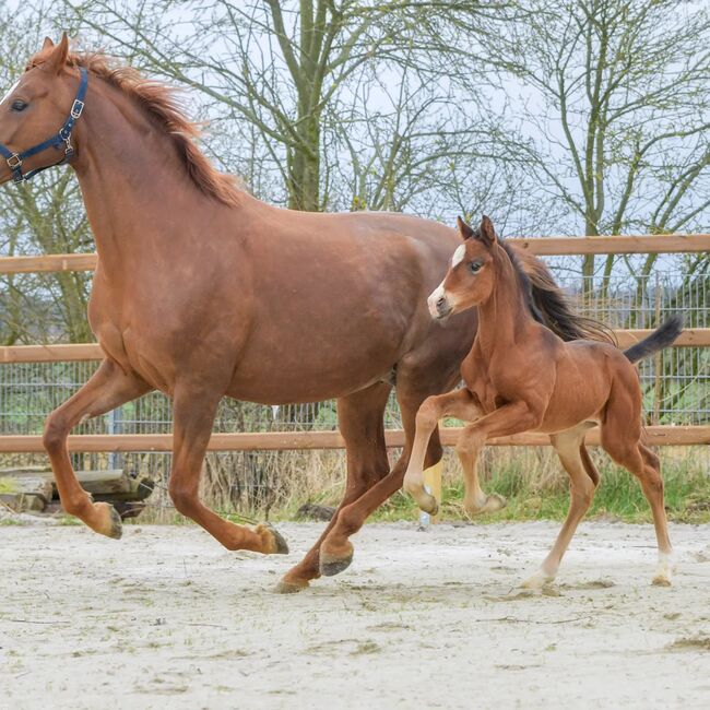 Tolles Hannoveraner Hengstfohlen von Zarenball, Magnus Pickbrenner , Horses For Sale, Königslutter am Elm, Image 3