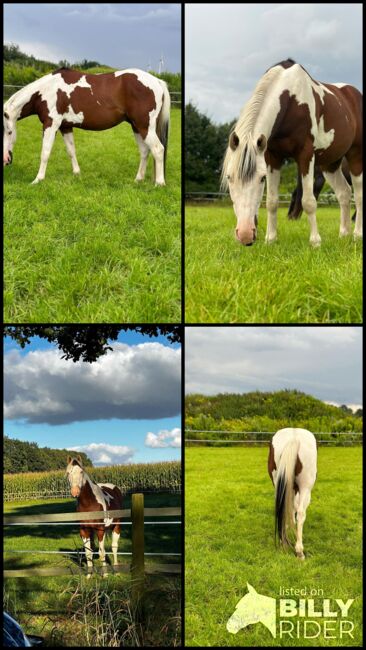 Traumhafter Paint Horse Wallach mit ganz liebem Charakter, Kerstin Rehbehn (Pferdemarketing Ost), Horses For Sale, Nienburg, Image 5