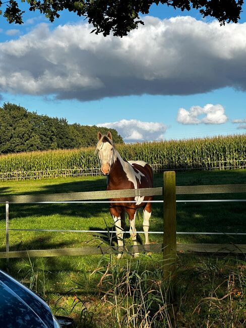 Traumhafter Paint Horse Wallach mit ganz liebem Charakter, Kerstin Rehbehn (Pferdemarketing Ost), Horses For Sale, Nienburg, Image 2