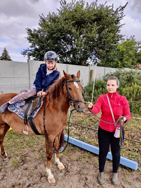 Tolles Pony, Susanne, Horses For Sale, Flechtingen , Image 4