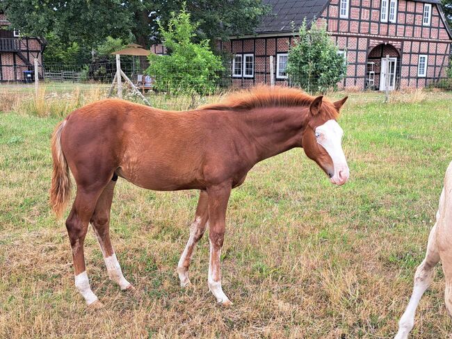 toller Quarter Horse Hengstjährling in Championfarbe, Kerstin Rehbehn (Pferdemarketing Ost), Horses For Sale, Nienburg, Image 4