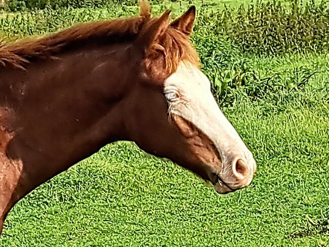 toller Quarter Horse Hengstjährling in Championfarbe, Kerstin Rehbehn (Pferdemarketing Ost), Horses For Sale, Nienburg, Image 5