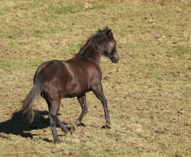 traumhafter Quarter Horse Jährlingshengst in schwarz, Kerstin Rehbehn (Pferdemarketing Ost), Horses For Sale, Nienburg, Image 4