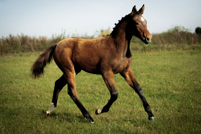 Stunning Małopolski Foal Stallion “Halny” – Calm, Well-Bred, and Full of Potential, Edyta, Horses For Sale, Dębno, Image 5