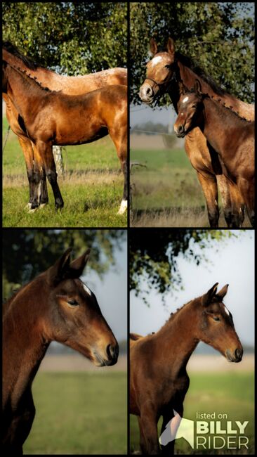 Stunning Małopolski Foal Stallion “Halny” – Calm, Well-Bred, and Full of Potential, Edyta, Horses For Sale, Dębno, Image 9