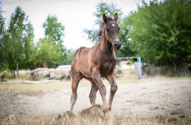 Traumhafte coole Paint Horse Quarter Stute APHA 2025 Quarter Black, Rainer, Horses For Sale, Wernigerode, Image 3