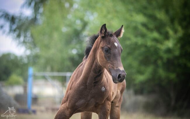 Traumhafte coole Paint Horse Quarter Stute APHA 2025 Quarter Black, Rainer, Horses For Sale, Wernigerode, Image 4