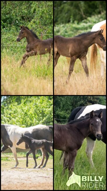 Traumhafte coole Paint Horse Quarter Stute APHA 2025 Quarter Black, Rainer, Horses For Sale, Wernigerode, Image 9