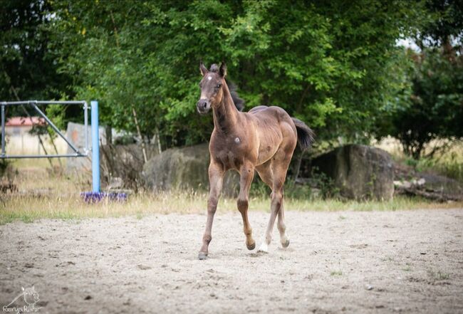 Traumhafte coole Paint Horse Quarter Stute APHA 2025 Quarter Black, Rainer, Horses For Sale, Wernigerode, Image 5
