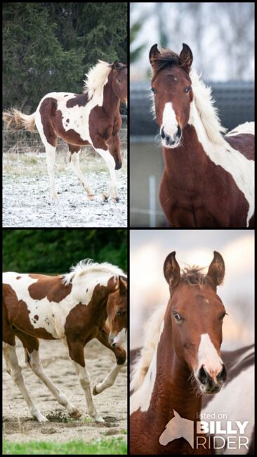 Traumhafte coole Paint Horse Stute APHA 2024, Rainer, Horses For Sale, Wernigerode, Image 17