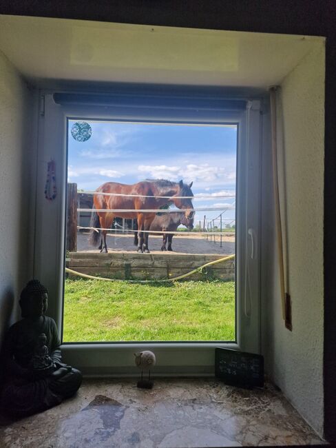 Traumhaftes Haus mit Pferdehaltung, Reitplatz & Einliegerwohnung, Wilms, Equestrian Properties, Schwalmtal, Image 5