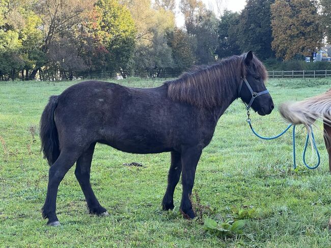 Tolle 4-Gang Islandstute Rappfarbwechsler, Kerstin Rehbehn (Pferdemarketing Ost), Horses For Sale, Nienburg