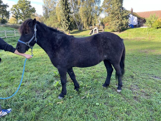 Tolle 4-Gang Islandstute Rappfarbwechsler, Kerstin Rehbehn (Pferdemarketing Ost), Horses For Sale, Nienburg, Image 5