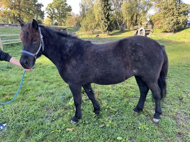 Tolle 4-Gang Islandstute Rappfarbwechsler, Kerstin Rehbehn (Pferdemarketing Ost), Horses For Sale, Nienburg, Image 14