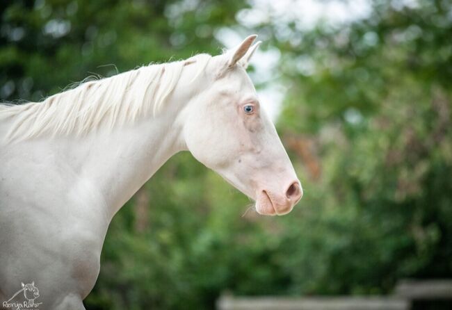 Traumhafte Paint Horse  Stute APHA 2023, Rainer, Horses For Sale, Wernigerode, Image 5