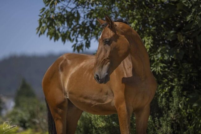 Tolle PSL Stute für Sport und Zucht, ISPA - Iberische Sportpferde Agentur (ISPA - Iberische Sportpferde Agentur), Horses For Sale, Bedburg, Image 2