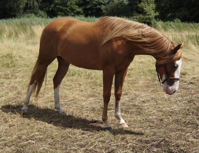 tolle Quarter Horse Stute im Gunnerlook, Kerstin Rehbehn (Pferdemarketing Ost), Horses For Sale, Nienburg, Image 2