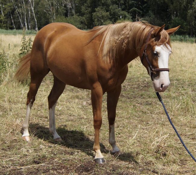 tolle Quarter Horse Stute im Gunnerlook, Kerstin Rehbehn (Pferdemarketing Ost), Horses For Sale, Nienburg, Image 3