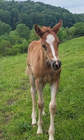 Tolles Stutfohlen, Kegel, Horses For Sale, Jena, Image 3