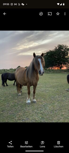 Tolle Tinkermix Stute  ( Platz vor Preis ), Julia Spahn , Horses For Sale, Arlewatt, Image 7