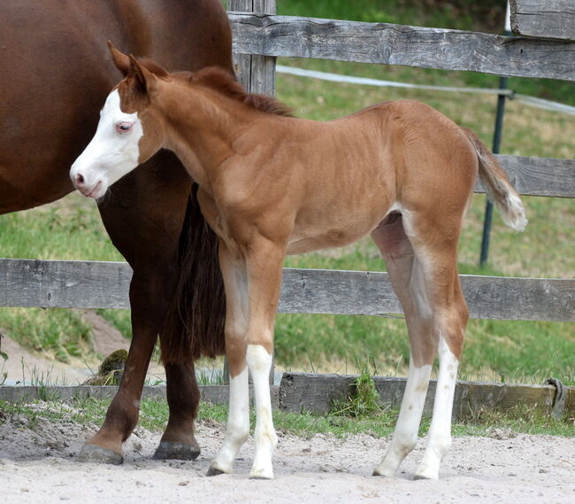 Traumhaftes Quarter Horse Stutfohlen mit bestem Charakter, Kerstin Rehbehn (Pferdemarketing Ost), Konie na sprzedaż, Nienburg