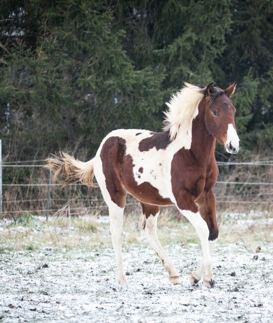 Traumhafte coole Paint Horse Stute APHA 2024, Rainer, Konie na sprzedaż, Wernigerode