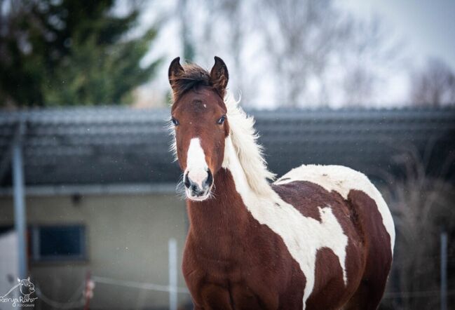 Traumhafte coole Paint Horse Stute APHA 2024, Rainer, Konie na sprzedaż, Wernigerode, Image 2