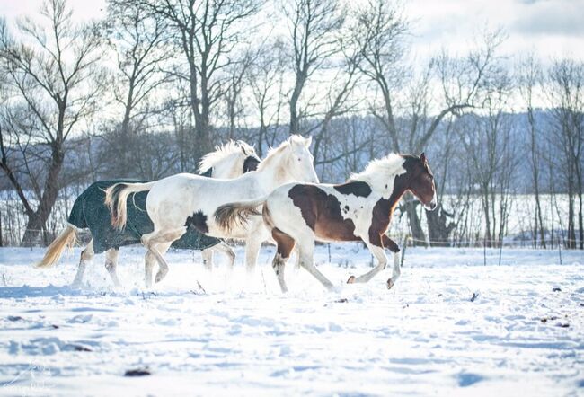 Traumhafte coole Paint Horse Stute APHA 2024, Rainer, Konie na sprzedaż, Wernigerode, Image 6